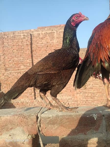 Pure Aseel Hen For sale. 7