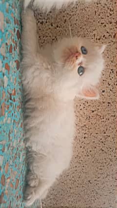 Persian triple coated semi punch face female kitten