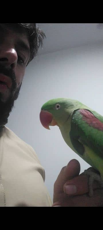 Raw parrot taking 0