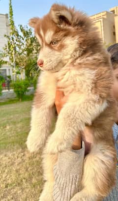 Extremely High quality Siberian husky king size long coat puppy