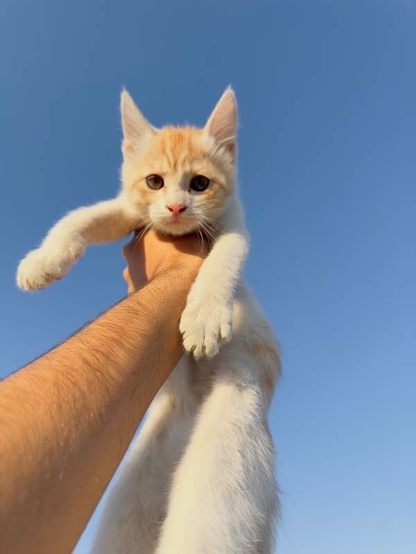 Persian male kitten 0