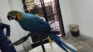 Tame Blue and Gold Macaw