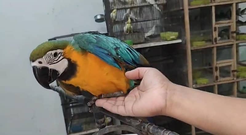 Tame Blue and Gold Macaw 1