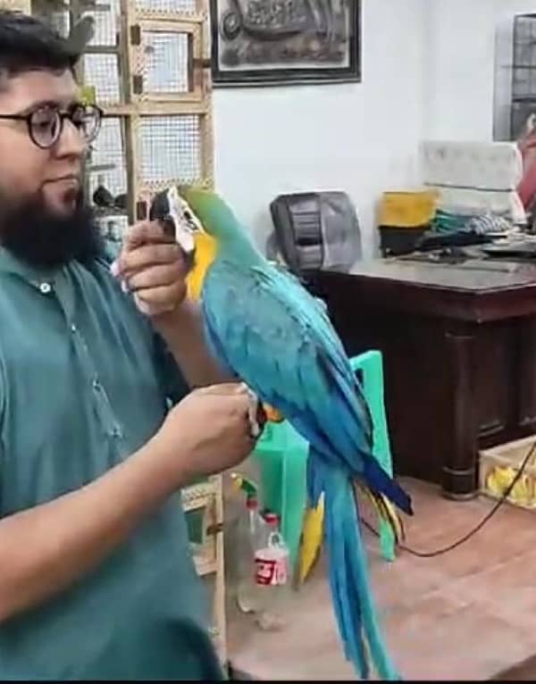 Tame Blue and Gold Macaw 2