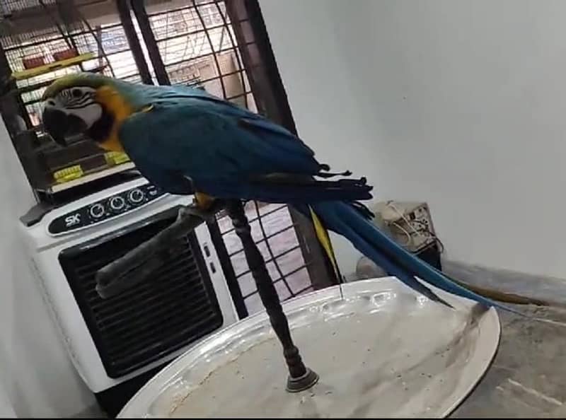 Tame Blue and Gold Macaw 3