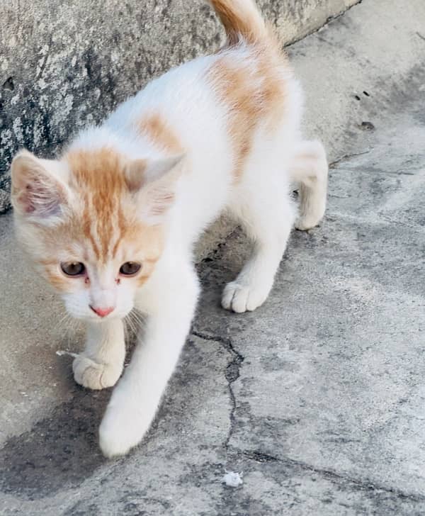 Persian male kitten 1