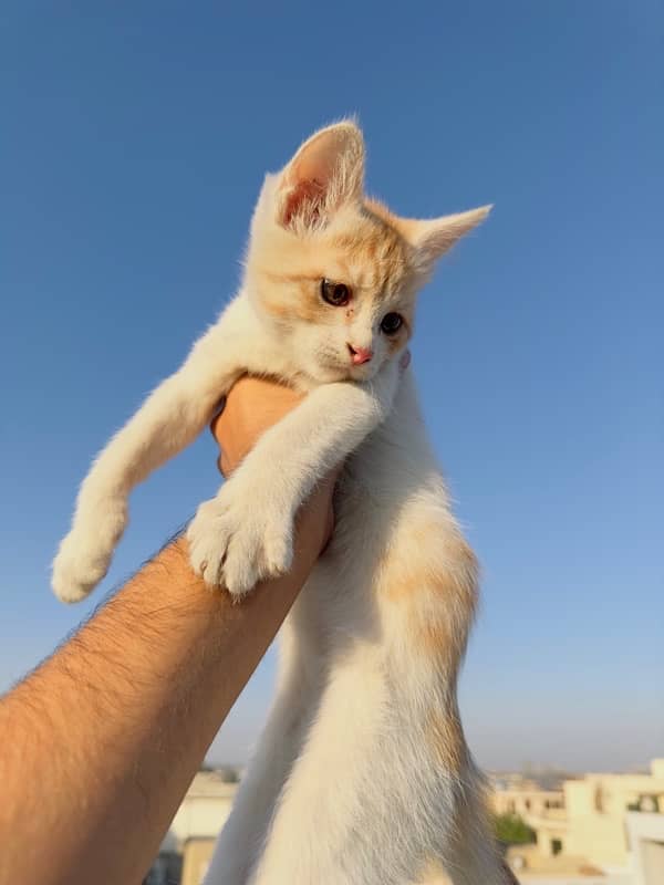 Persian male kitten 3