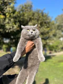 British Shorthair Male available