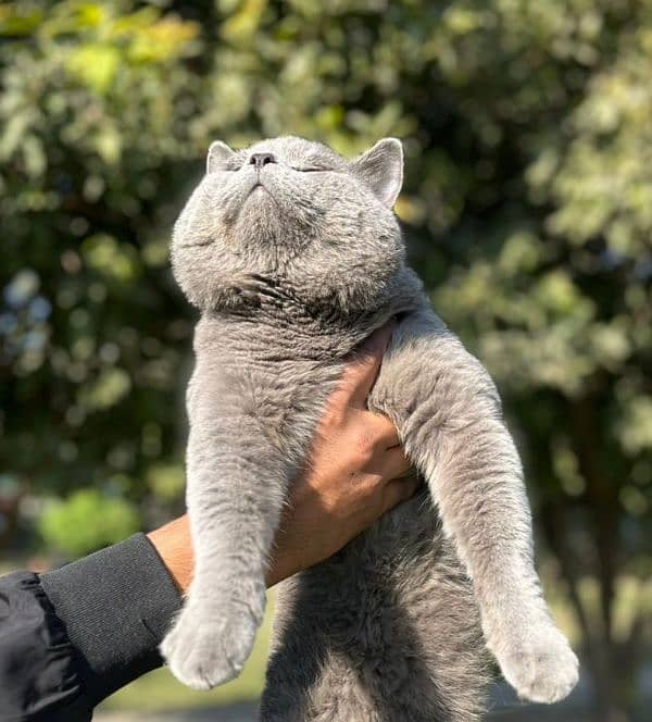 British Shorthair Male available 3