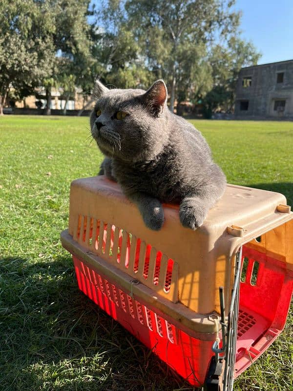 British Shorthair Male available 4