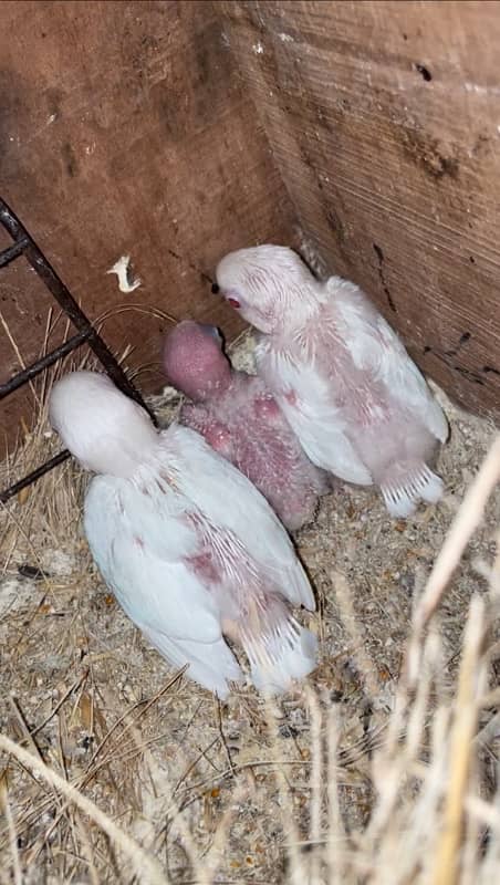 Lovebirds breeder setup with eggs and chicks and age Dna pairs 1