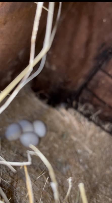 Lovebirds breeder setup with eggs and chicks and age Dna pairs 2