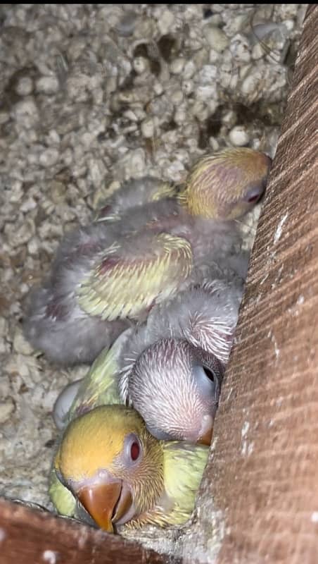 Lovebirds breeder setup with eggs and chicks and age Dna pairs 3