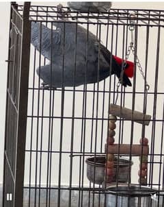 African Gray Female Parrot.