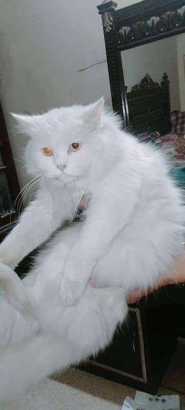 persian cat for sale. . . 0