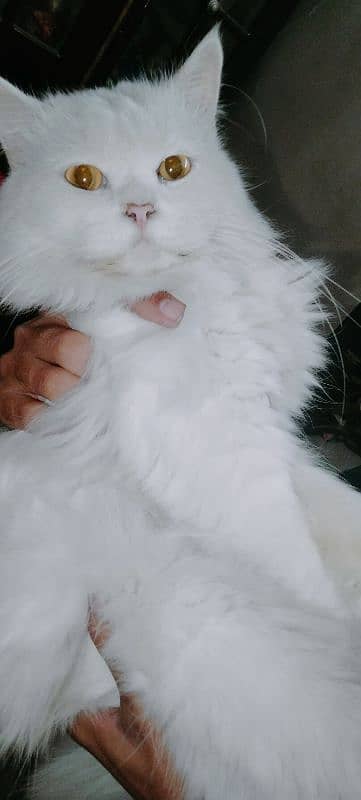 persian cat for sale. . . 2