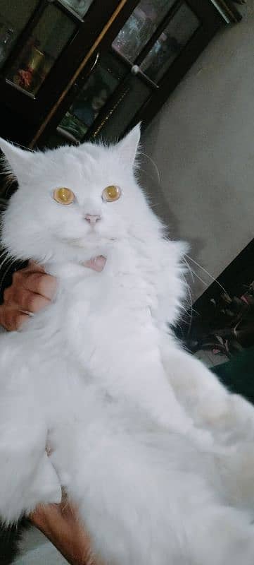 persian cat for sale. . . 3