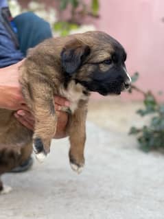 kangal 1 month double coated