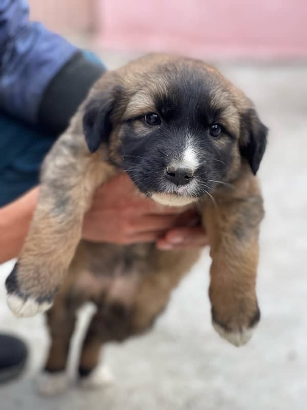 kangal 1 month double coated 1