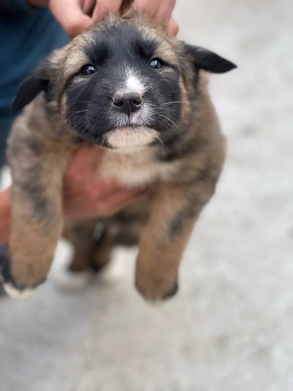 kangal 1 month double coated 2