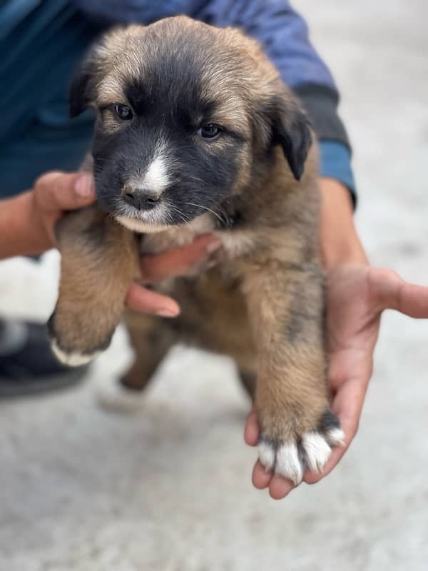 kangal 1 month double coated 3