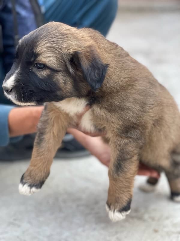 kangal 1 month double coated 4