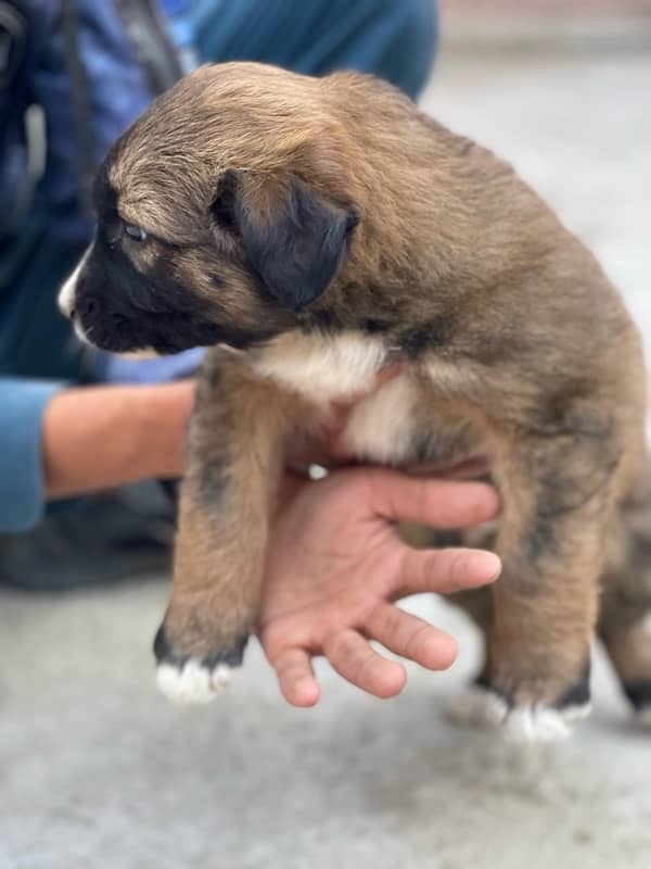 kangal 1 month double coated 5