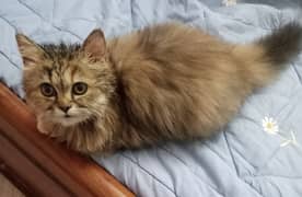 Brown colored Persian kitten (3.5 months old)