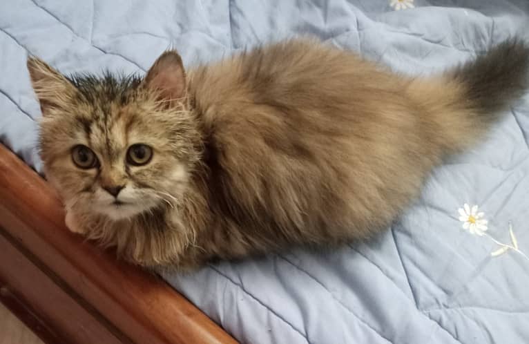 Brown colored Persian kitten (3.5 months old) 0