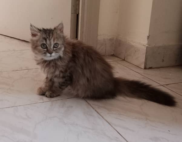 Brown colored Persian kitten (3.5 months old) 1