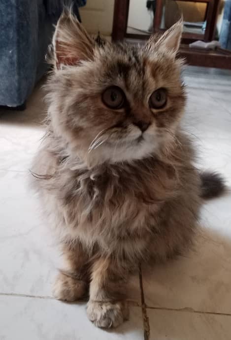 Brown colored Persian kitten (3.5 months old) 2