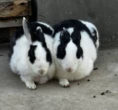 Baby Rabbit Breeder Pair