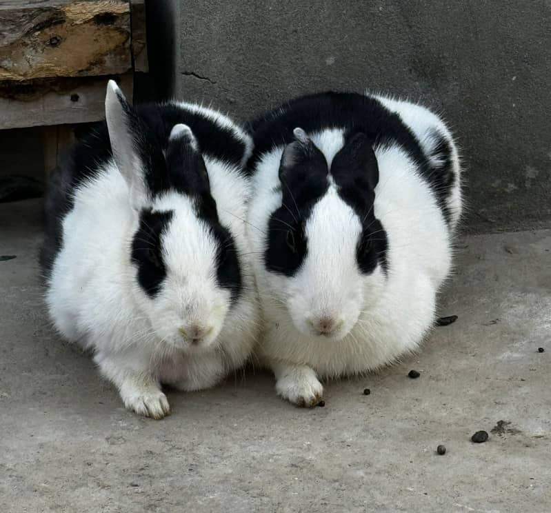 Rabbit Family of 9 1