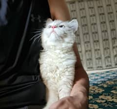 persian cat