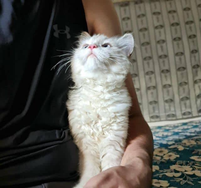 persian cat 0