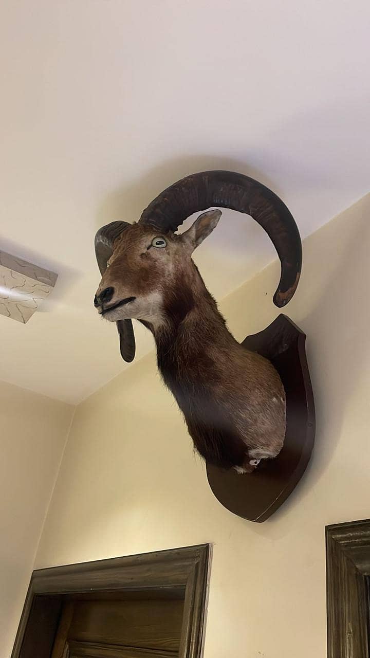 Wall hanging Home decore item / deer head stuffed sculpture / statue 1