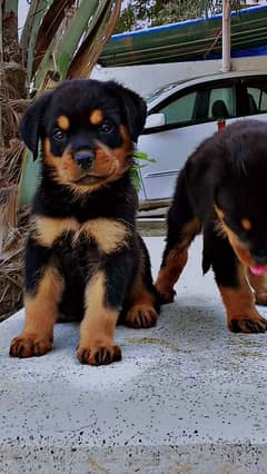 rottweiler puppy available