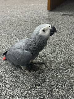 grey parrot male healthy