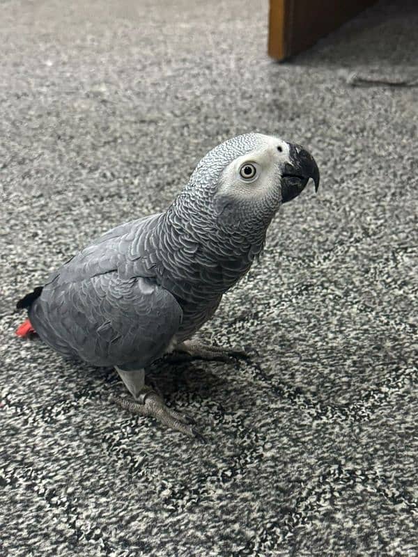 grey parrot male healthy 0