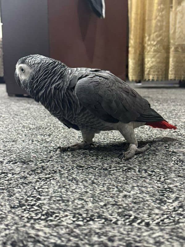 grey parrot male healthy 1