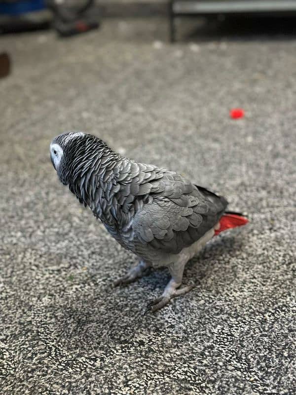 grey parrot male healthy 3