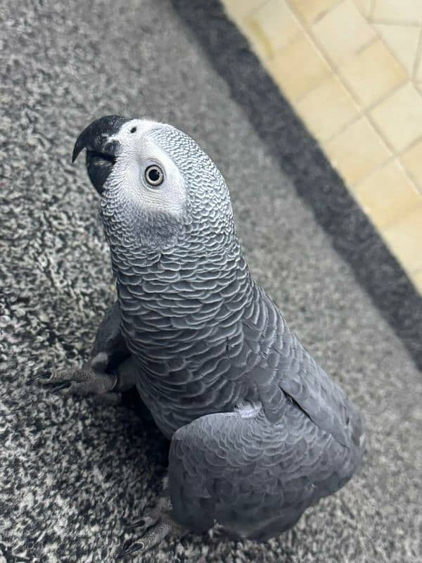 grey parrot male healthy 4