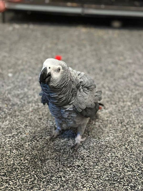 grey parrot male healthy 5