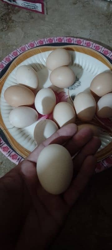 ghr k fertile desi eggs Whats app number 03034190298 1