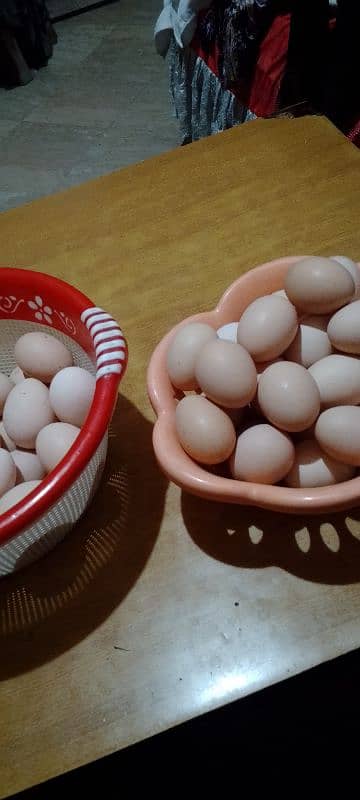 ghr k fertile desi eggs Whats app number 03034190298 2