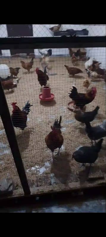 ghr k fertile desi eggs Whats app number 03034190298 3