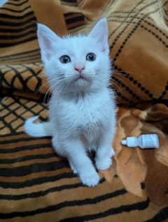 Persian kitten 2 months litter trained