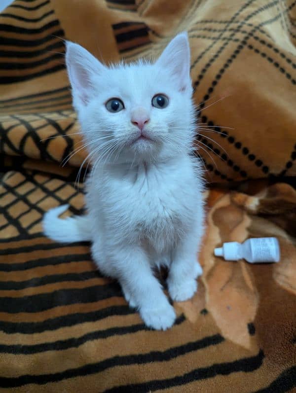 Persian kitten 2 months litter trained 0