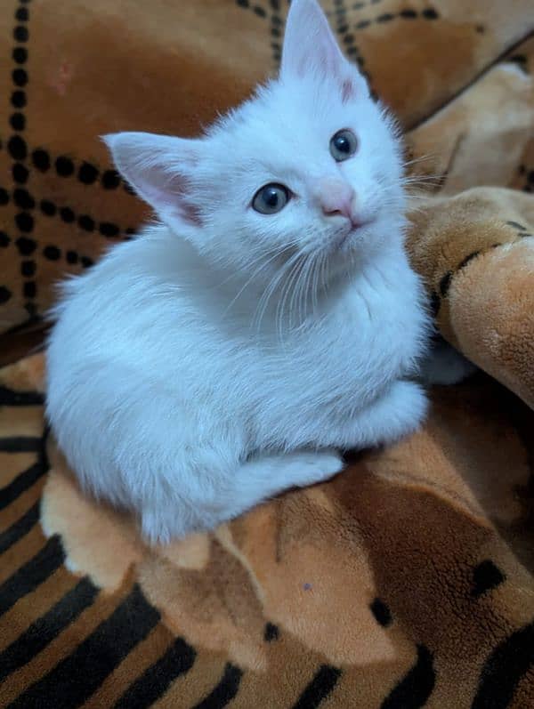 Persian kitten 2 months litter trained 1