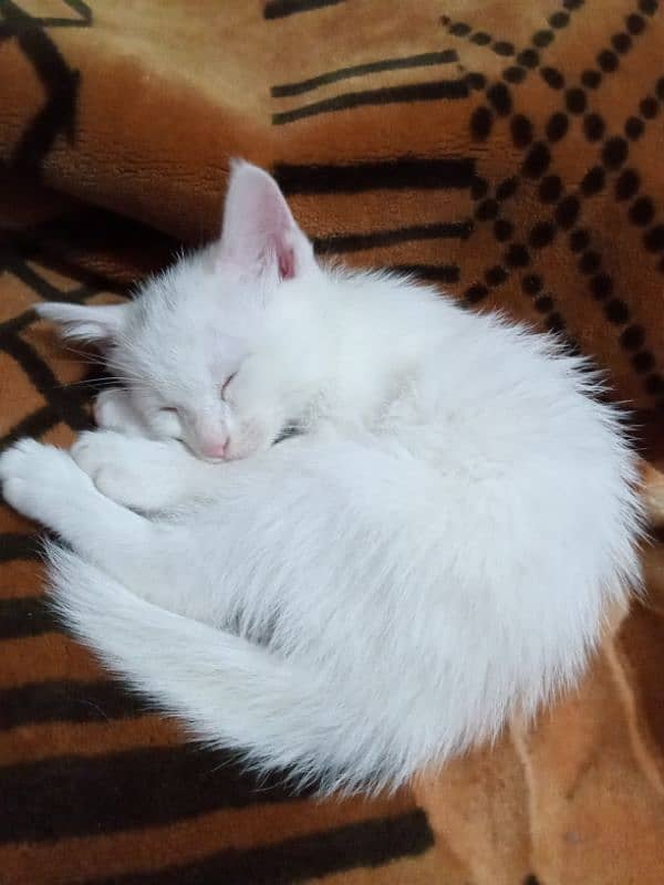 Persian kitten 2 months litter trained 2